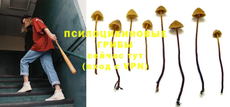 Галлюциногенные грибы Psilocybine cubensis  Западная Двина 